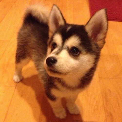 psyched-over-sykes:  CORGI HUSKY MIXED. THEY STAY THAT LITTLE IM DYINGGGG   So cute