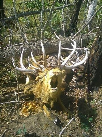 A friend passed along this photo. This mummified bull got himself caught beneath a fallen tree. Crue