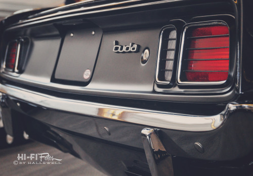 hififotos:  Cuda tail. 