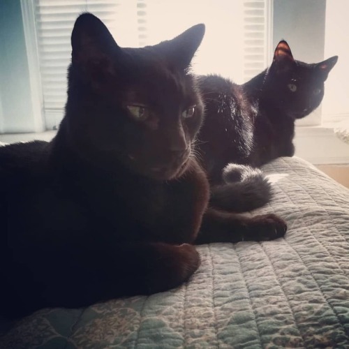 functionally-immortal:functionally-immortal:The closest these two get to cuddling. ...#caturday #cat