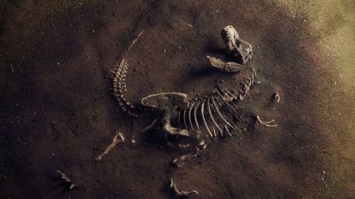 "In August Of 2024, Record Rainfall Eroded A Fossil Site In Brazils Rio Grande Do Sul And Exposed A 233-million-year-old