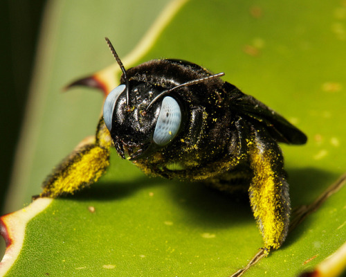 sinobug:Carpenter Bee (Xylocopa sp., Apidae) These are impressively large (2.5cm/1 inch) and awe-in