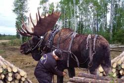 naamahdarling: totallynotagentphilcoulson:  sturmtruppen:  ellis-dee:  This guy raised an abandoned moose calf with his Horses, and believe it or not, he has trained it for lumber removal and other hauling tasks. Given the 2,000 pounds of robust muscle,