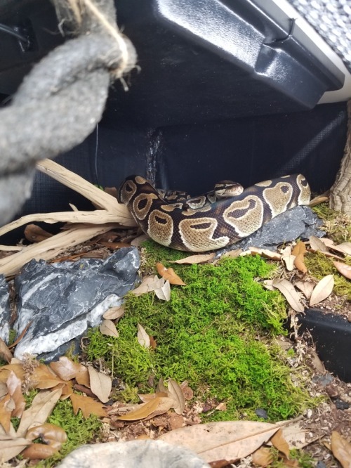 daedricsnakes:Sithis is the sweetest, sweetest boy