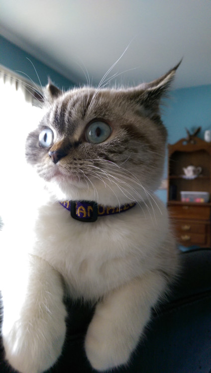 awwww-cute:  Here’s your daily dose of Scuba!