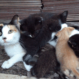thebabyanimals