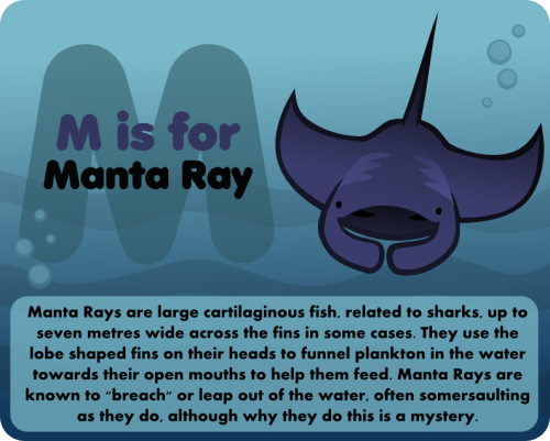 Halfway Manta Ray