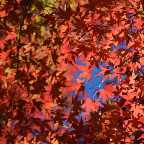 #紅葉 #もみじ #青空 #秋色 #成田山公園 #紅葉まつり #成田 #千葉 #autumnleaves #coloredleaves #momiji #narita #chiba #japan #i