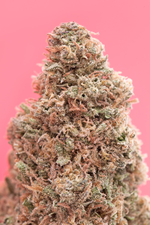 tkoreserve:Grapefruit