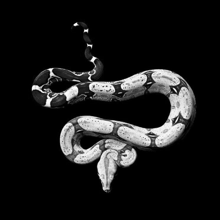chaosophia218:  Serpents.1. White-Lipped Island Pit ViperCryptelytrops insularis/Trimeresurus