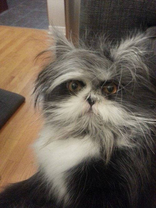 jimhines:catsbeaversandducks:His name’s Atchoum and he has the furriest face ever!”Hypertrichosis is