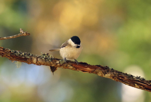 Willow tit/talltita (Poecile montanus).