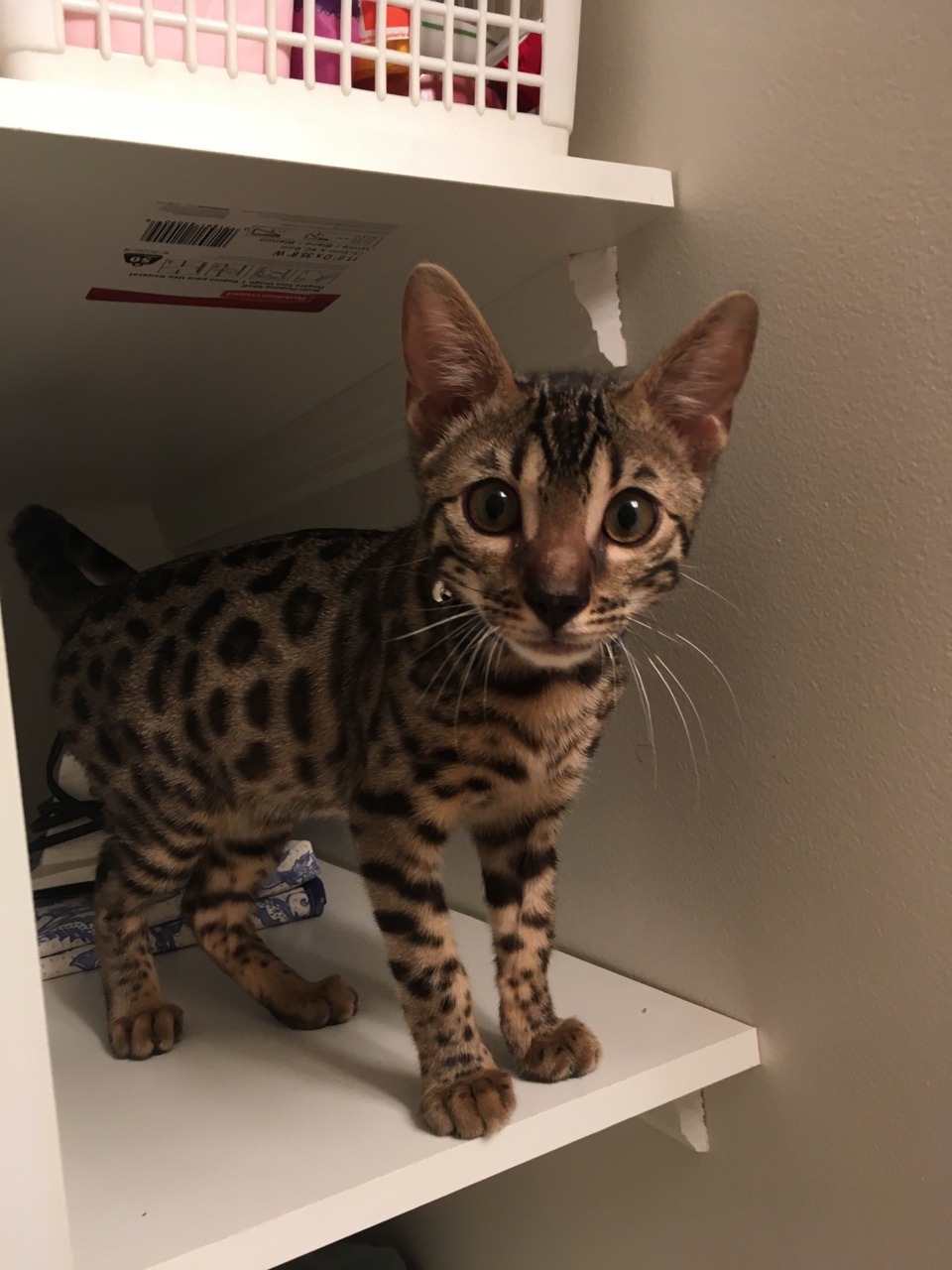 theshadowytiger:  The new kitten! Human is leaning towards calling him Baybu! What