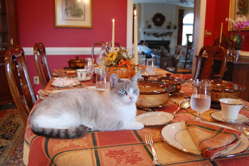 Because everyone is thankful for cat fur in their food (by Dave W.)