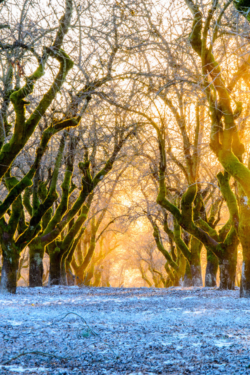0rient-express:  Warmth in the Winter | by Prescott de Vinney.      