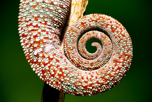 Panther Chameleon(Michael Angst)