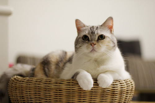 cybergata:正經就沒人愛 by 寒吉旺 on Flickr.