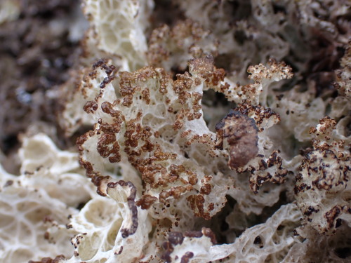Platismatia Lacunosa 