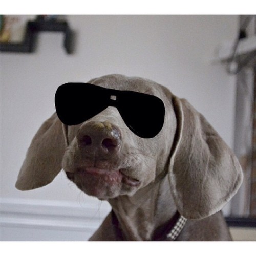 @annabel_theweim is rockin some stylish sticker shades (say that 5 times fast!). What&rsquo;s yo