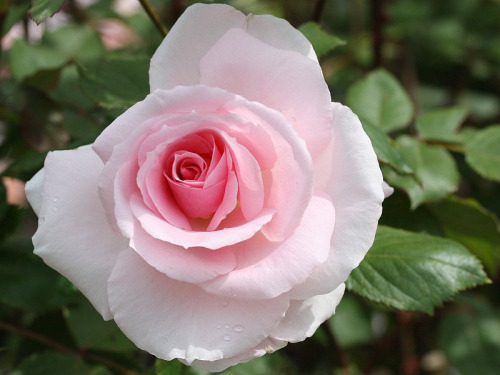 acornfaerie:  Shrub Rose by Don Sutherland.Please don't remove caption/source. 