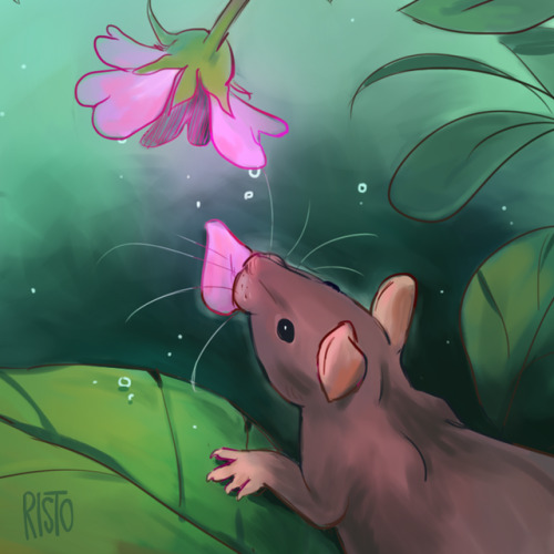 risto-licious:have you ever witnessed a wholesome moment of a little wild ratto poking their head ou