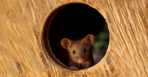 mckitterick: calystarose: (via Man Discovers A Family Of Mice Living In His Garden, Builds Them A Mi