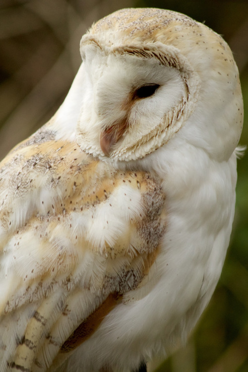 barn owl