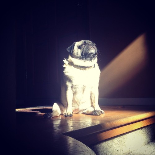 bonkalore:anunchainedmelody:unamusedsloth:Some of them look majestic in the sun.That pug looks like 