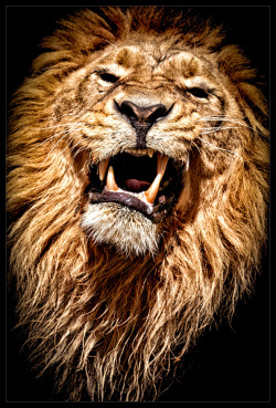 llbwwb:   The King by René Unger 