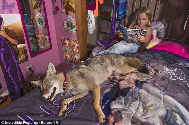 howtoskinatiger:  An eight-year-old girl has formed an unlikely friendship - with