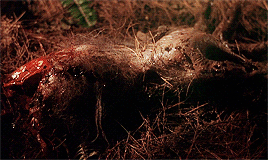 zombooyah2thesequel: THE HOWLING (1981) dir. Joe Dante