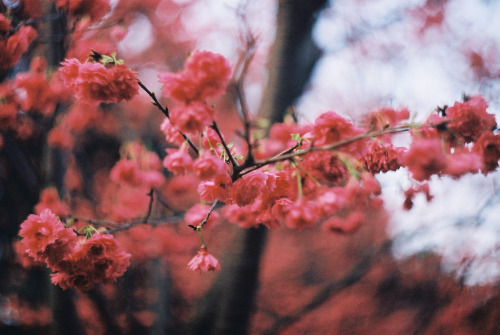 mykindafairytalee: 櫻(台版) [explore] 03/05/2011 (by chunichiu)