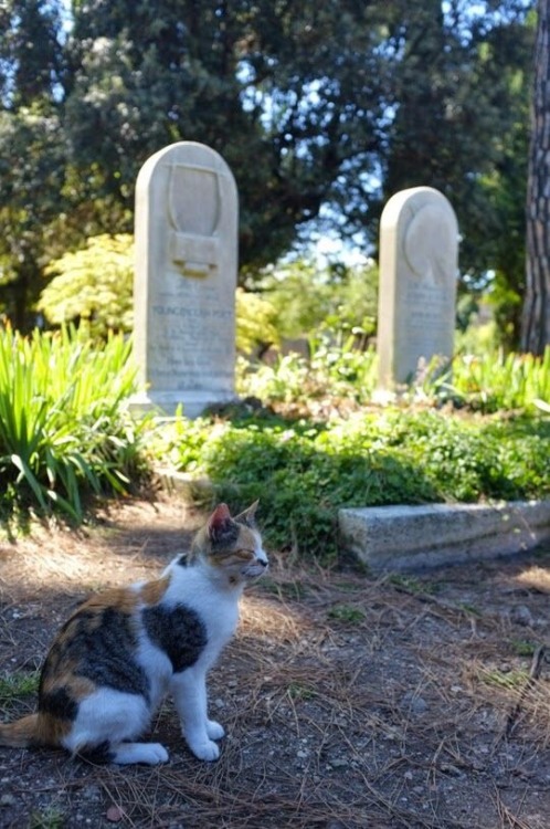 revolutionnaire-e:  I love photographs of cats at the grave of John Keats. I believe it’s what he would have wanted.