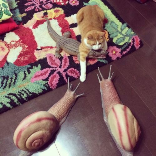 “Oh Hai! Am I having a catnip overdose?”