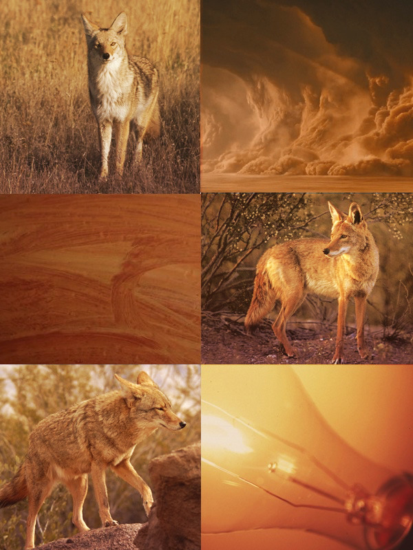 coyotecore #coyotetherian #therian #aesthetic #coywolf in 2023