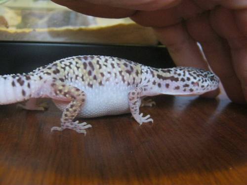 Lizard Beans Leopard Gecko Care [ 375 x 500 Pixel ]