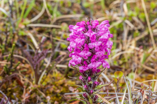 uafairbanks:Wildflowers in Denali National Park.