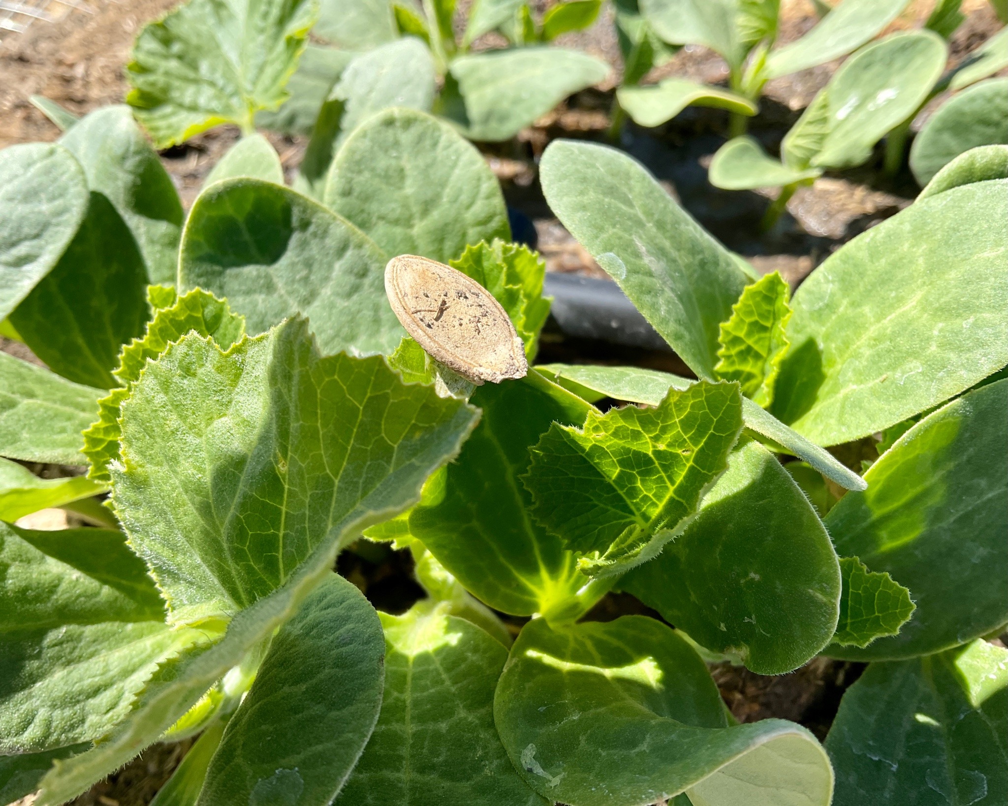Close-up of pumpkin seedlings showing their first and second sets of leaves, on one of which there is still a seed shell attached.