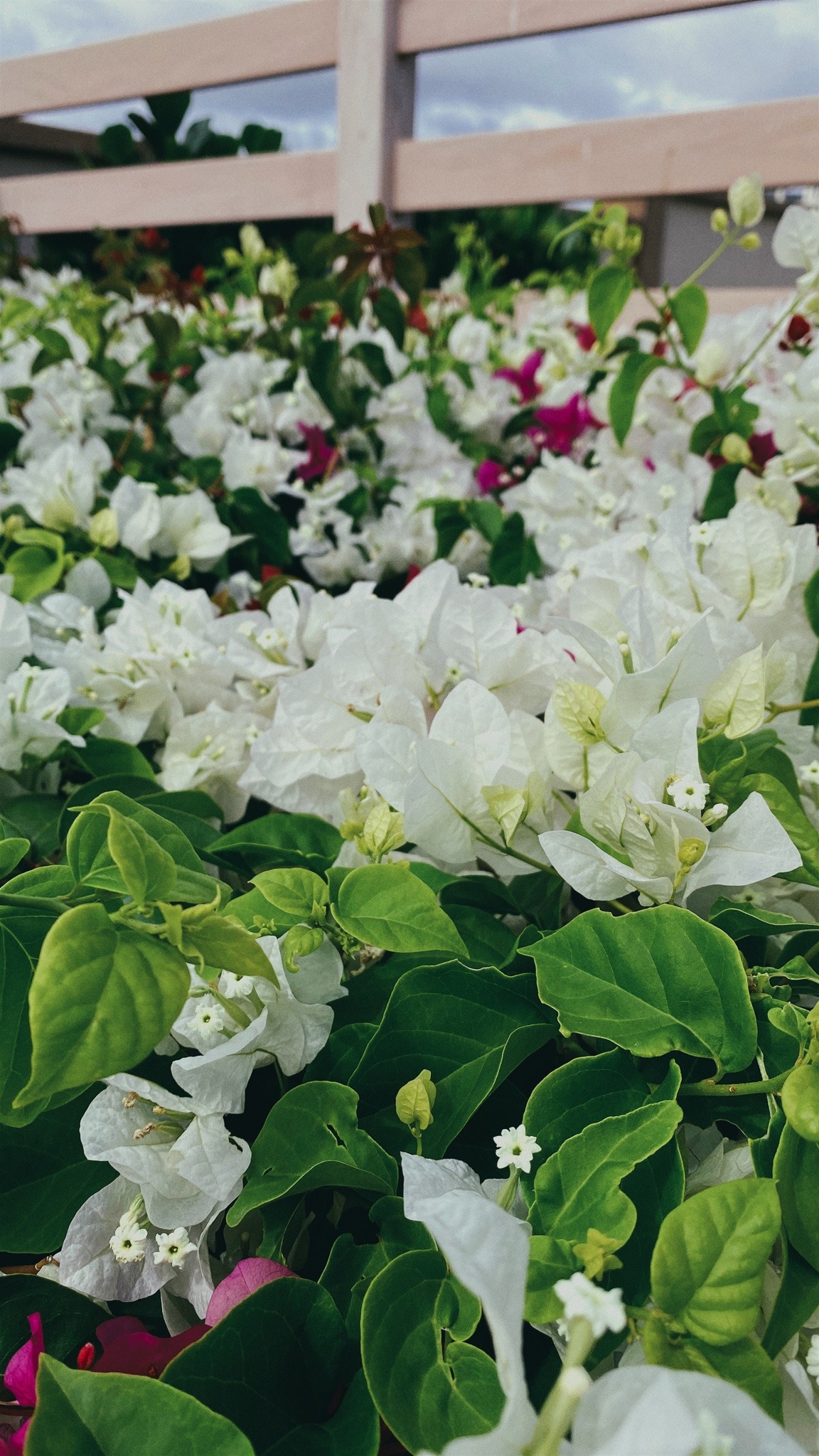 Porn photo White bougainvillea27.2.2021