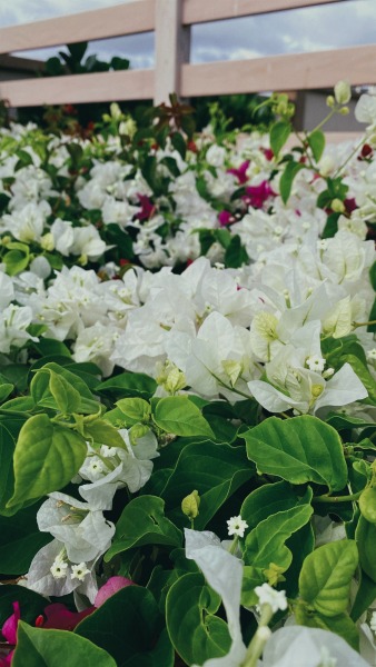 White bougainvillea27.2.2021 adult photos