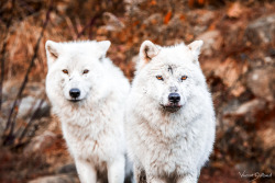 w-o-l-f–g-i-r-l:  Couple of Wolves by 