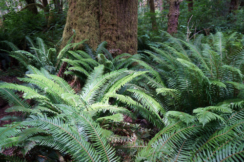 pacificnorthwestdoodles:vampirefinch:tepuitrouble:Hoh rainforest, Washington State.Ah, one day we’ll