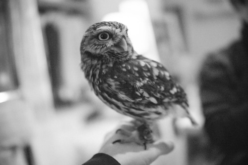 lottaringqvist:  When in Tokyo we visited an owl café. For one hour you were allowed to hang with the coolest owls. They were so calm and really soft to pad on the feathers. They felt as soft as kittens. And you couldn’t feel their claws, they were