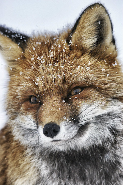 ternpest:
“ Fox Portrait by Stephano Graziano
”