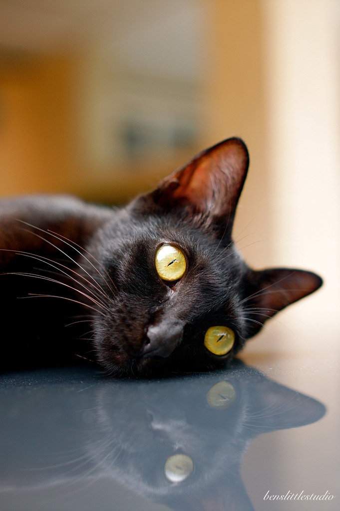 mostlycatsmostly:   (by b3nsim)