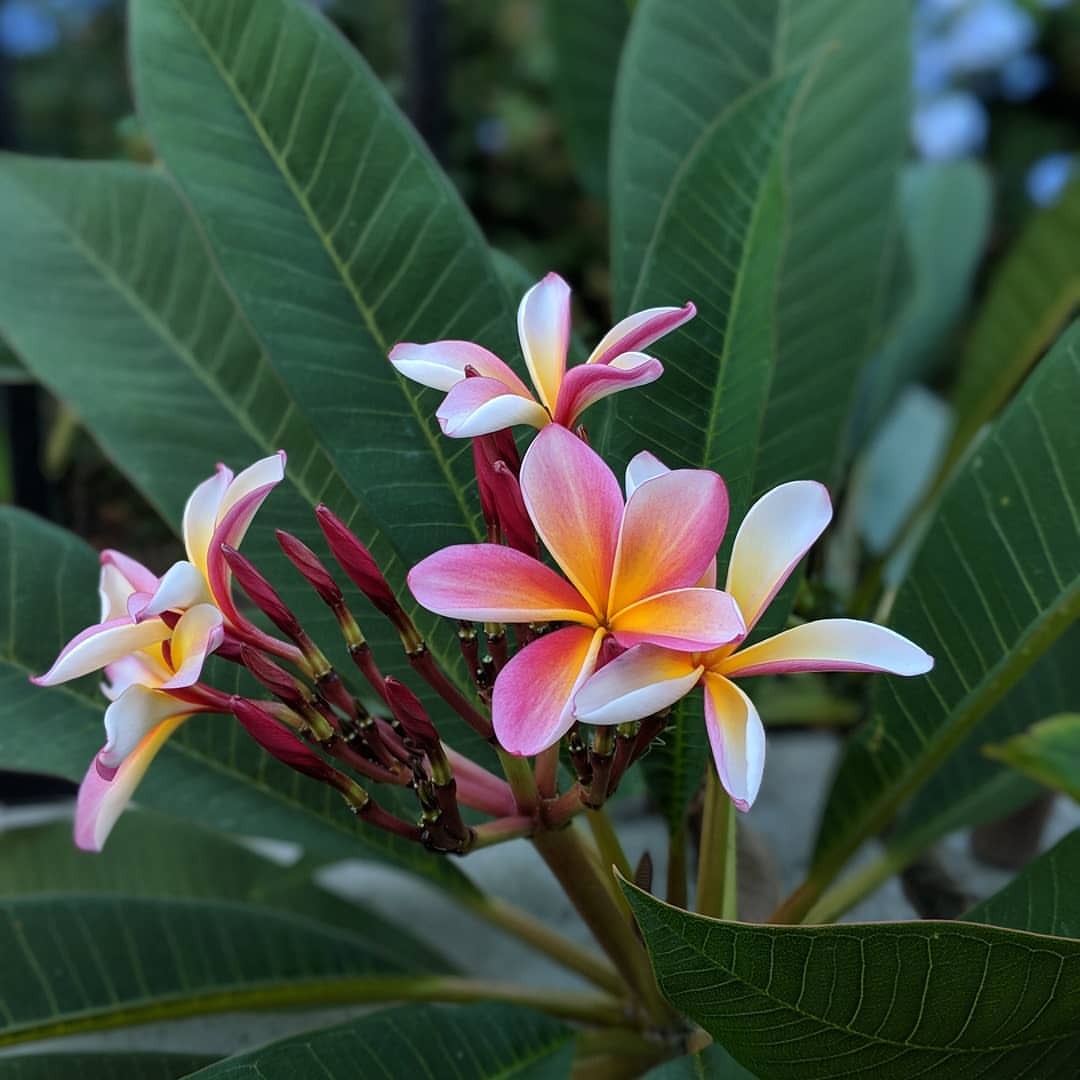 Green thumb on point. 💚🌿🌺🌺🌺🌿💚 (at San Juan Capistrano, California)
https://www.instagram.com/p/Bn5GeneHEwF/?utm_source=ig_tumblr_share&igshid=1qf1bdgszrya6