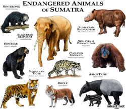 libutron:  Endangered animals of Sumatra