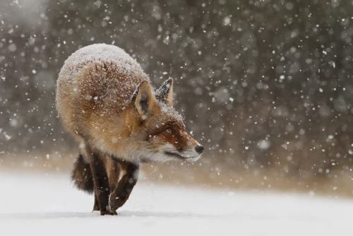 nubbsgalore:  winter is coming. photos by (click pic) dennis binda, mike segar, orsolya and erlend haarberg, roeselien raimond and dan kitwood  