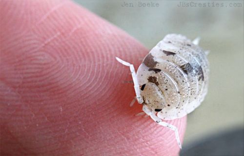 Isopods. They are also called sow bugs, or woodlice. Wiki says they have about a dozen other very ri