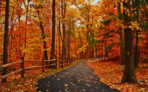 theprettyandthemacabre: Orange Autumn Aesthetic